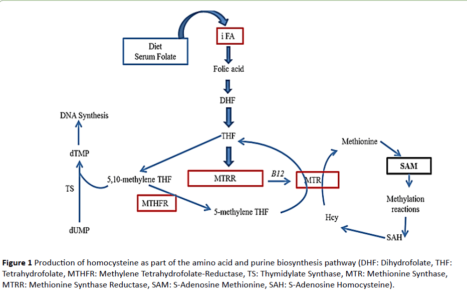 The Role Of Folate Dependent Genetic Susceptibility In The Risk Of Multiple Sclerosis Insight Medical Publishing The Role Of Folate Dependent Genetic Susceptibility In The Risk Of Multiple Sclerosis Insight Medical Publishing